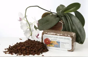 Hogyan takarmány és megtermékenyíteni orchidea otthon