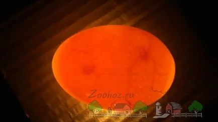 Ahogy a kakas termékennyé teszi a csirke fotó és videó felülvizsgálat (csirke) Ahogy a kakas termékennyé teszi a csirke fotó és videó felülvizsgálat