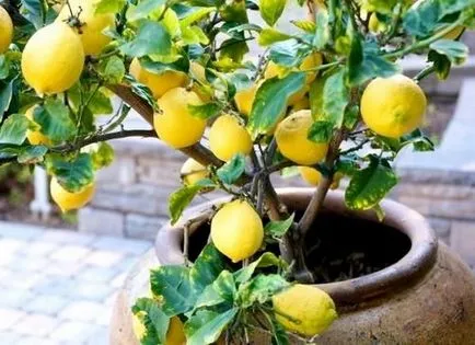 Hogyan transzplantáció citrom otthon, a változás a citrom