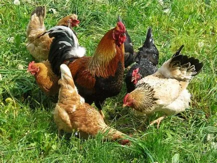 Ahogy a kakas termékennyé teszi a csirke folyamat leírását, fotó és videó felülvizsgálat (fotók) Ahogy kakas átitatja csirke folyamat leírását, fényképészeti és videó felülvizsgálat
