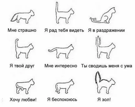 Hogyan lehet megérteni a macska nyelve