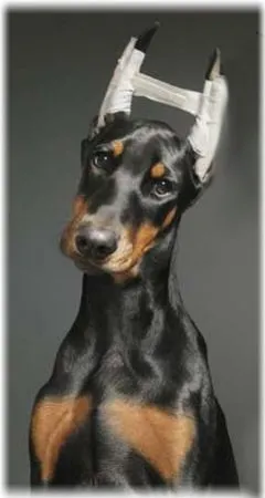 Mi Pinscher