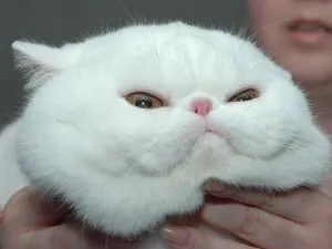Breed egzotikus rövidszőrű macskák