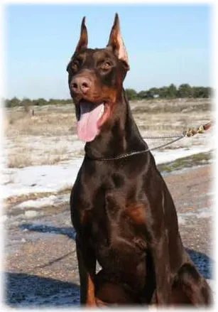 Mi Pinscher