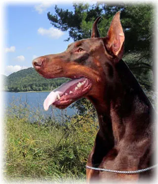 Mi Pinscher