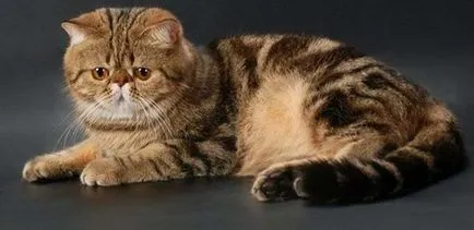 Breed egzotikus rövidszőrű macskák