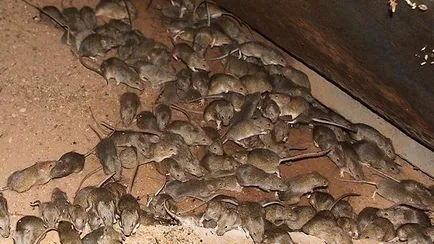 Hogyan lehet megszabadulni az egerek
