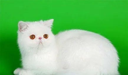 Breed egzotikus rövidszőrű macskák