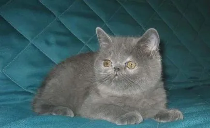 Breed egzotikus rövidszőrű macskák