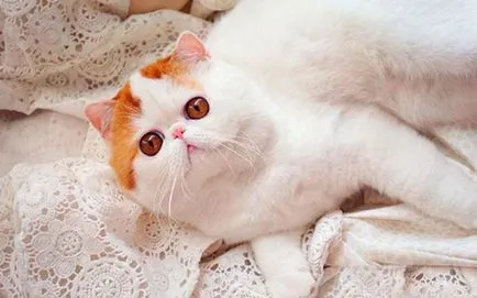 Breed egzotikus rövidszőrű macskák