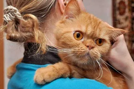 Cat fajták egzotikus rövidszőrű