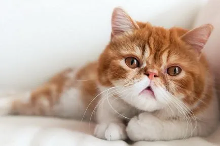Cat fajták egzotikus rövidszőrű