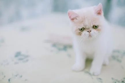 Cat fajták egzotikus rövidszőrű