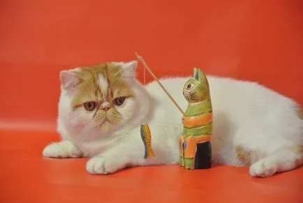 Cat fajták egzotikus rövidszőrű