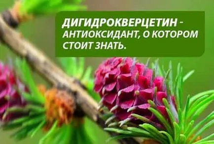 Dihydroquercetin mi ez