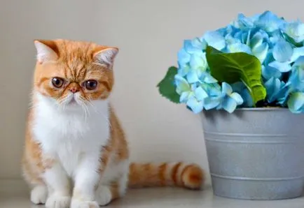 Cat fajták egzotikus rövidszőrű