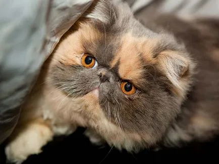 Breed egzotikus rövidszőrű macskák