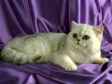 Breed egzotikus rövidszőrű macskák