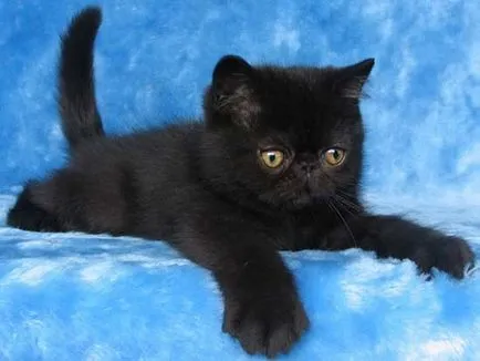 Breed egzotikus rövidszőrű macskák