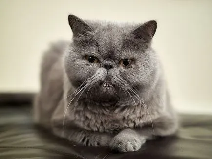 Breed egzotikus rövidszőrű macskák