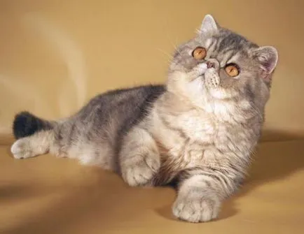 Cat fajták egzotikus rövidszőrű
