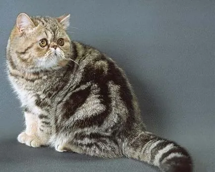 Breed egzotikus rövidszőrű macskák