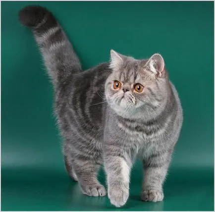 Breed egzotikus rövidszőrű macskák