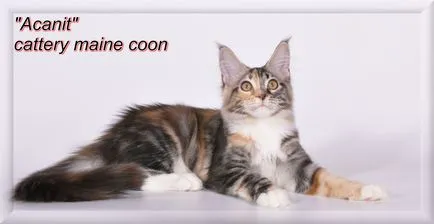 Hogyan büntetni egy macska blog - Cattery Maine Coon (büntetése) Hogyan büntetni egy macska blog - Maine Coon Tenyészet