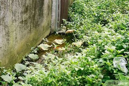 Hogyan lehet elkapni egy teknős