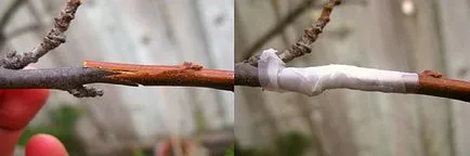 Hogyan csepegtetni gyümölcsfák mester (vakcinázott) Hogyan csepegtetni gyümölcsfák mester