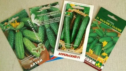 Hogyan növény uborka és technológiai tanácsadás