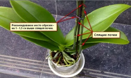 Hogyan kell helyesen gondozni egy orchidea, elvégzi a föld megfelelő