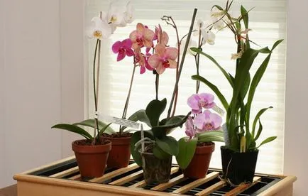 Hogyan kell helyesen gondozni egy orchidea, elvégzi a föld megfelelő