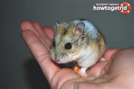 Mint szelíd hörcsög, hogy a karok (például hörcsögöt megszelídíteni a kezében) Hogyan megszelídíteni egy hörcsög a kezében