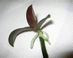 Hogyan szaporodnak Phalaenopsis orchidea
