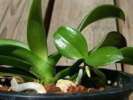 Hogyan szaporodnak Phalaenopsis orchidea