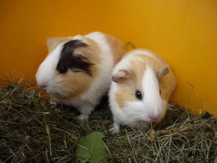 Hogyan készítsünk egy ketrecben tengerimalacok (tengerimalac) Hogyan készítsünk egy ketrecben tengerimalacok