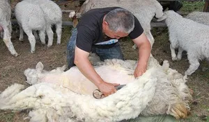 Hogyan tartsuk az árnyalatok juhok juhtenyésztés otthon kezdőknek, szabályok