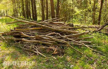 Hogyan vágja le a fát, a törvény és nincs büntetés (finom) Hogyan vágja le a fát, a törvény és nincs büntetés