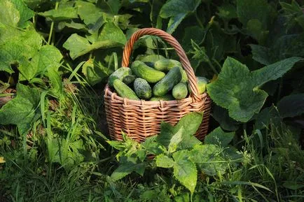 Hogyan kell tartani uborka frissen sokáig