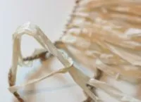 Mit hula szoknya Mit hula szoknya