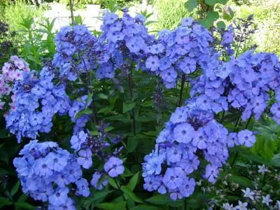 Mi a növény Phlox