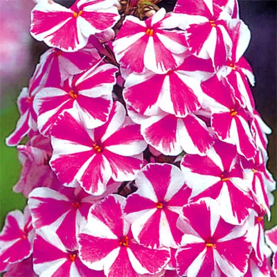 Mi a növény Phlox