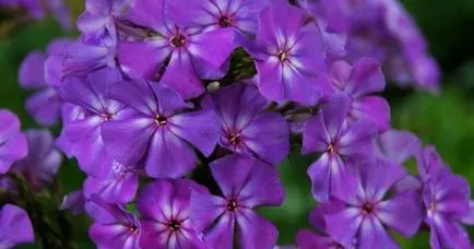 Hogyan növekszik phlox vetőmag Hogyan növekszik phlox vetőmag
