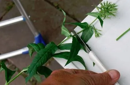 Hogyan növekszik phlox vetőmag Hogyan növekszik phlox vetőmag
