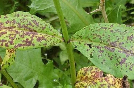 Hogyan növekszik phlox vetőmag Hogyan növekszik phlox vetőmag