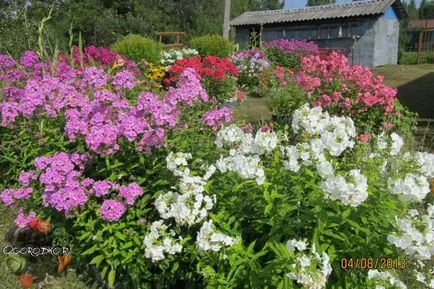 Mi a növény Phlox Mi a növény Phlox