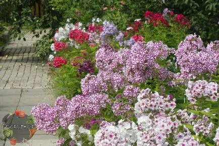 Mi a növény Phlox Mi a növény Phlox