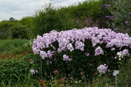 Hogyan növekszik phlox vetőmag Hogyan növekszik phlox vetőmag