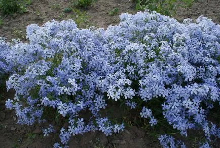 Hogyan növekszik phlox vetőmag Hogyan növekszik phlox vetőmag